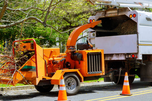 Best Tree Removal Services  in Ketchum, ID